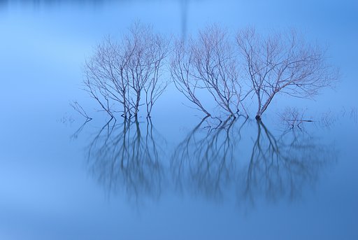 水中の木