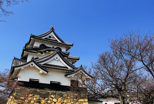 梅はまだ蕾・・・