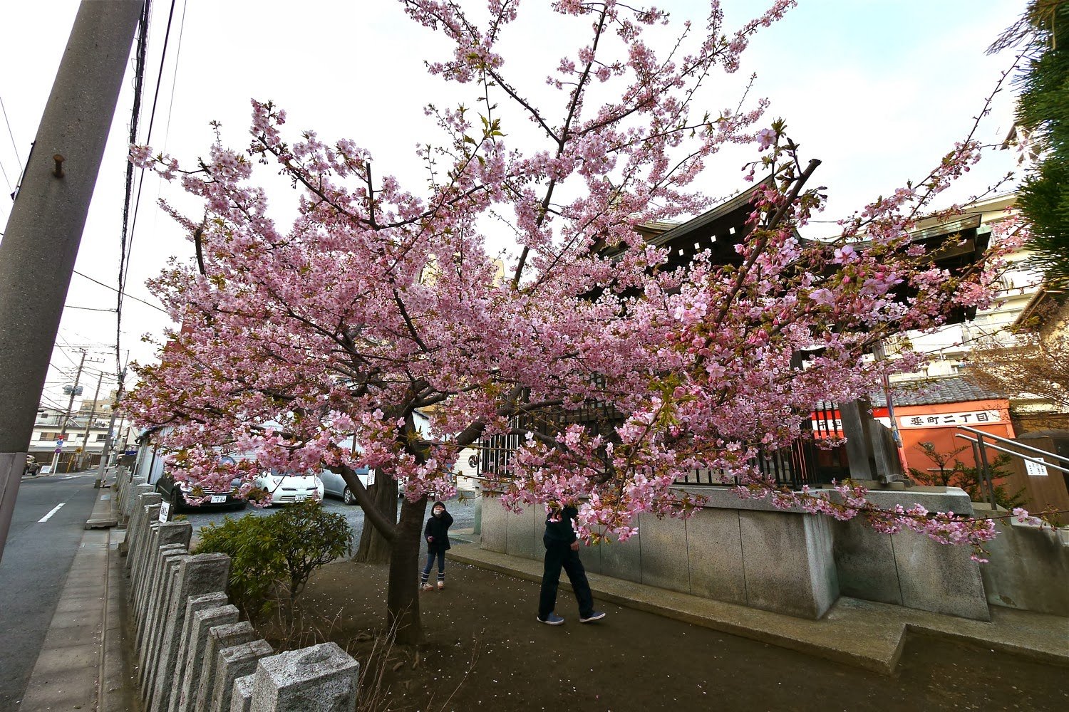 帰・河津桜