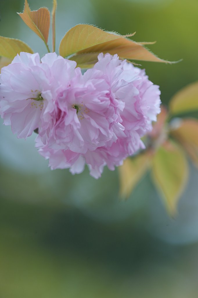 シグマ400mmF5．6　APOマクロ
