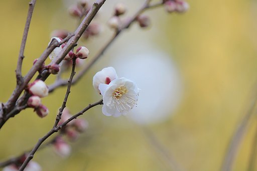 可愛い白梅