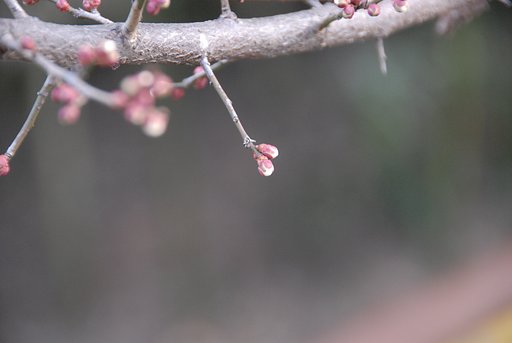 梅
