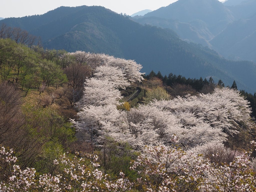 桜山公園