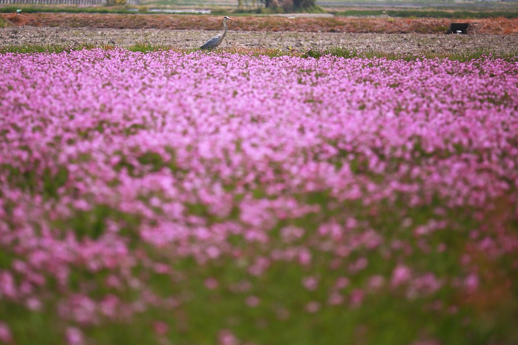 蓮華草の向こう