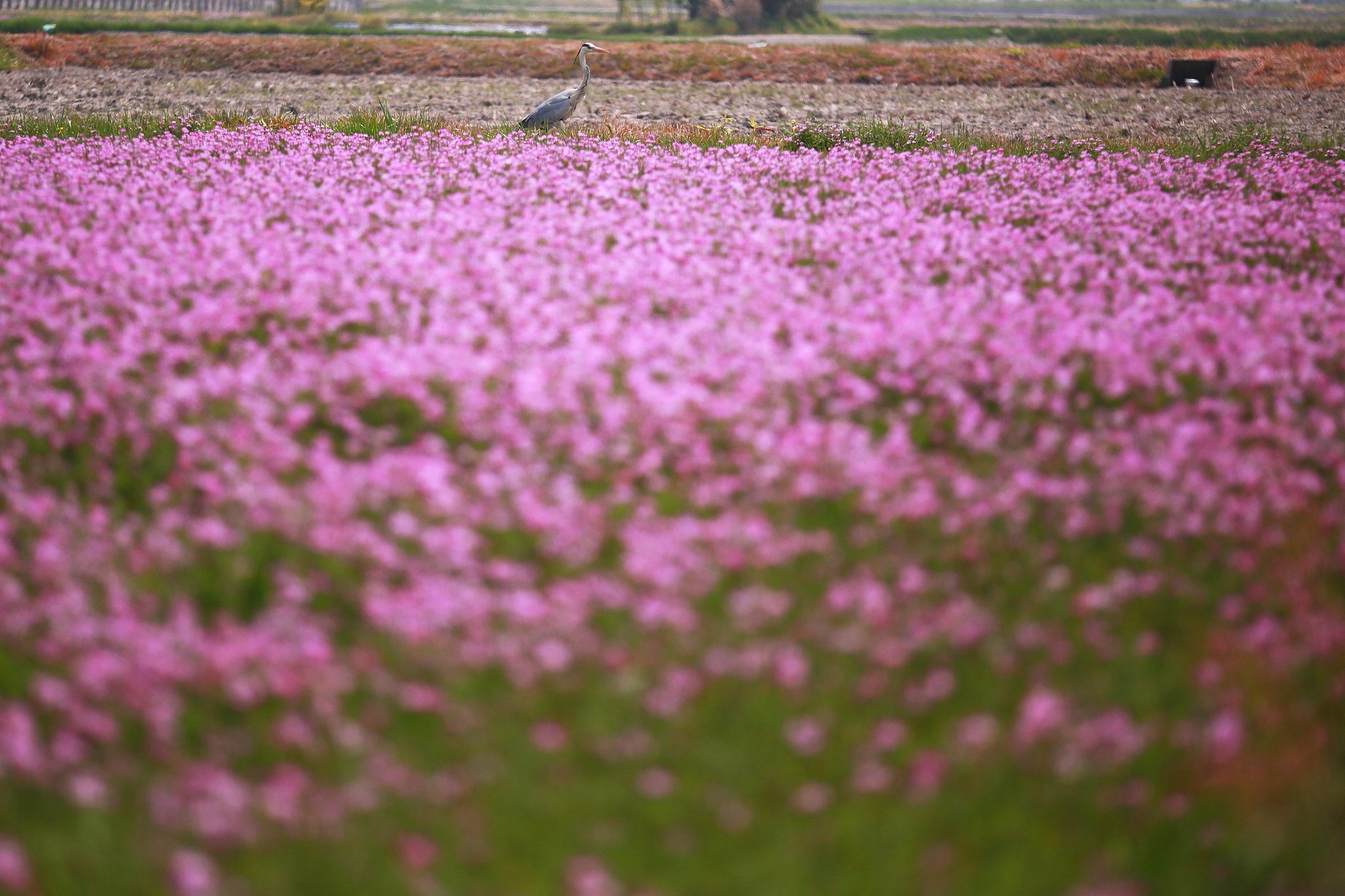 蓮華草の向こう