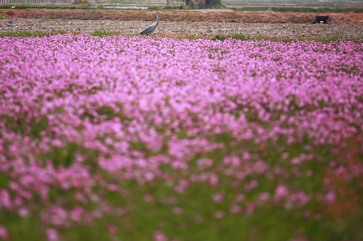 蓮華草の向こう