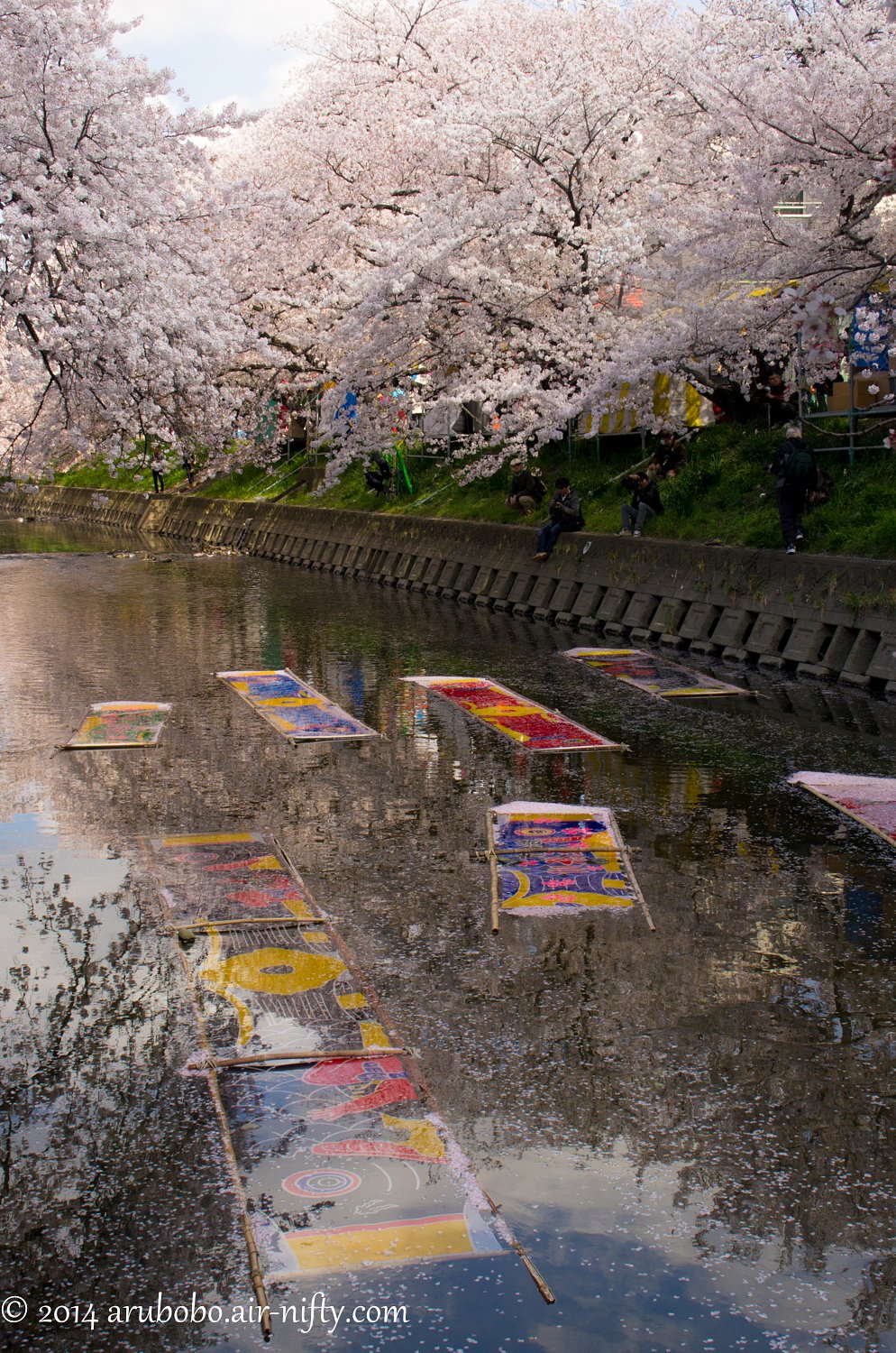 鯉のぼり泳ぐ桜川