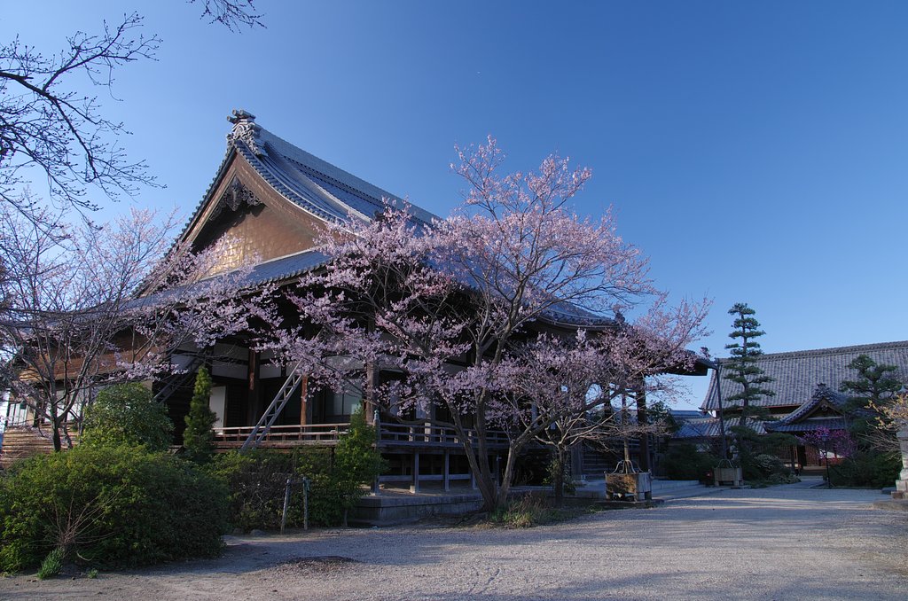 通りすがりの春
