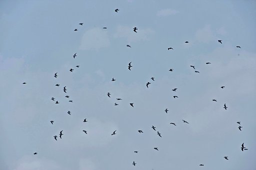 58・ユリカモメ