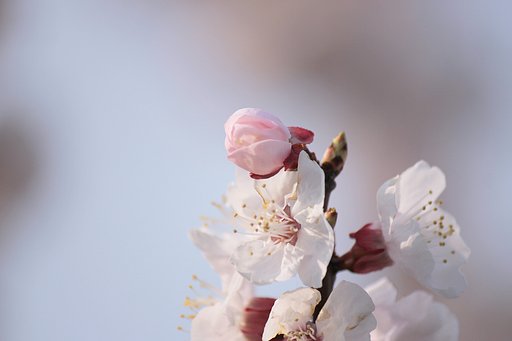 淡く咲いて