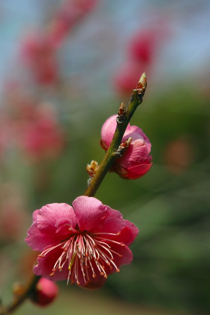 紅梅咲く