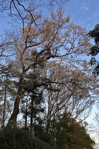 山桜