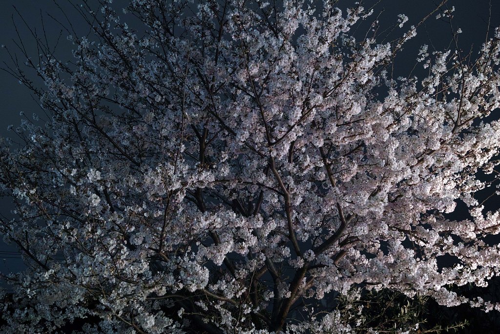 夜桜