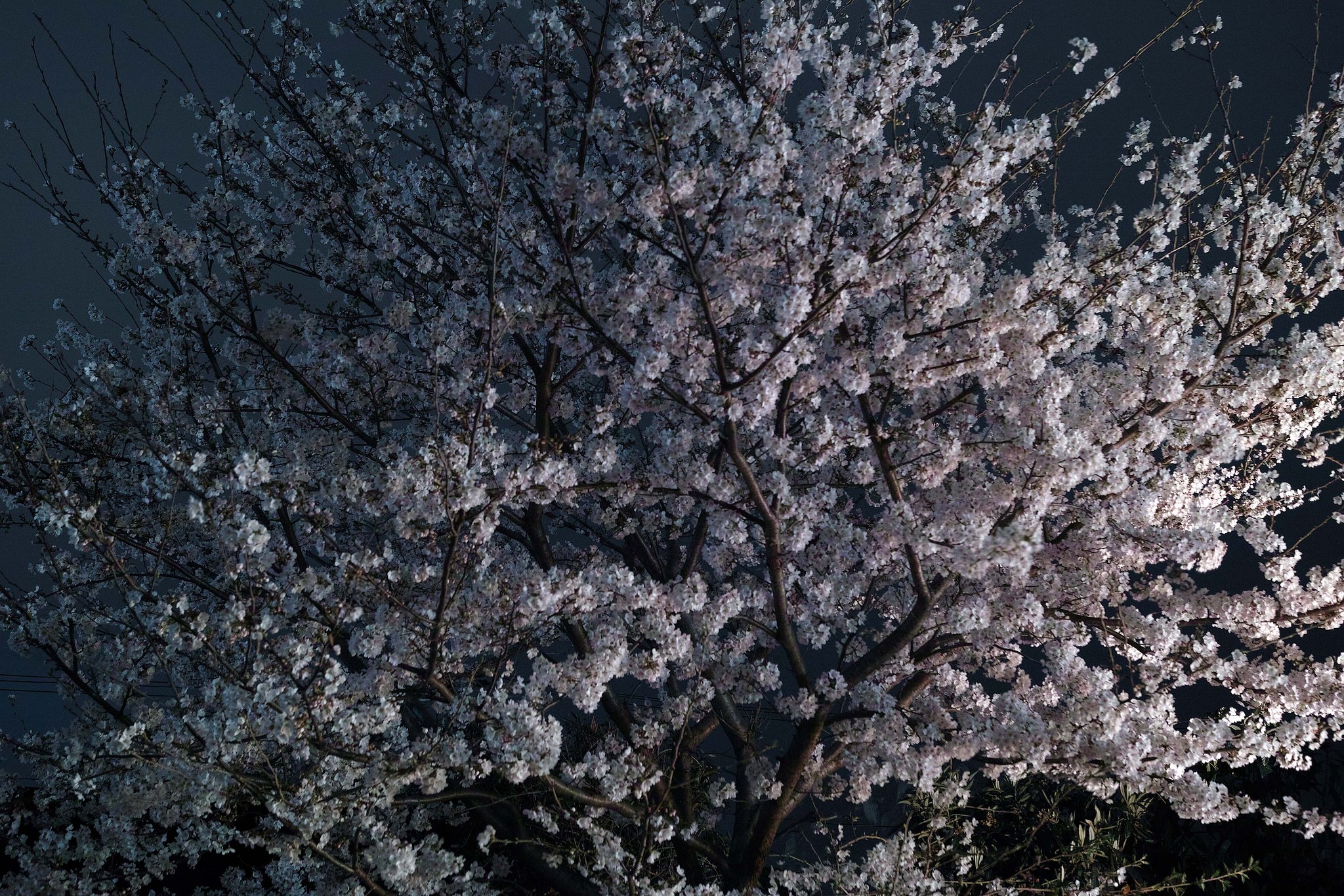 夜桜