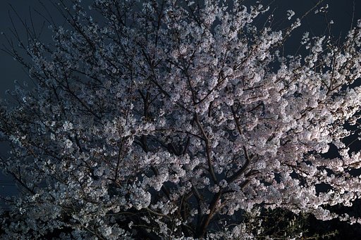 夜桜