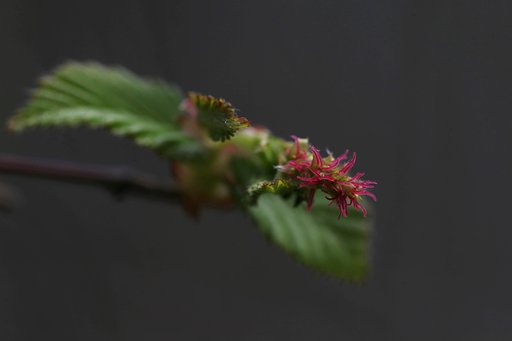 目覚めの紅