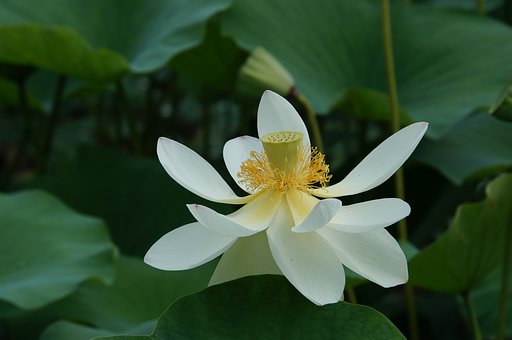 真っ白な蓮