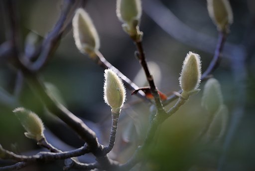 【はるの予感】コブシ開花寸前