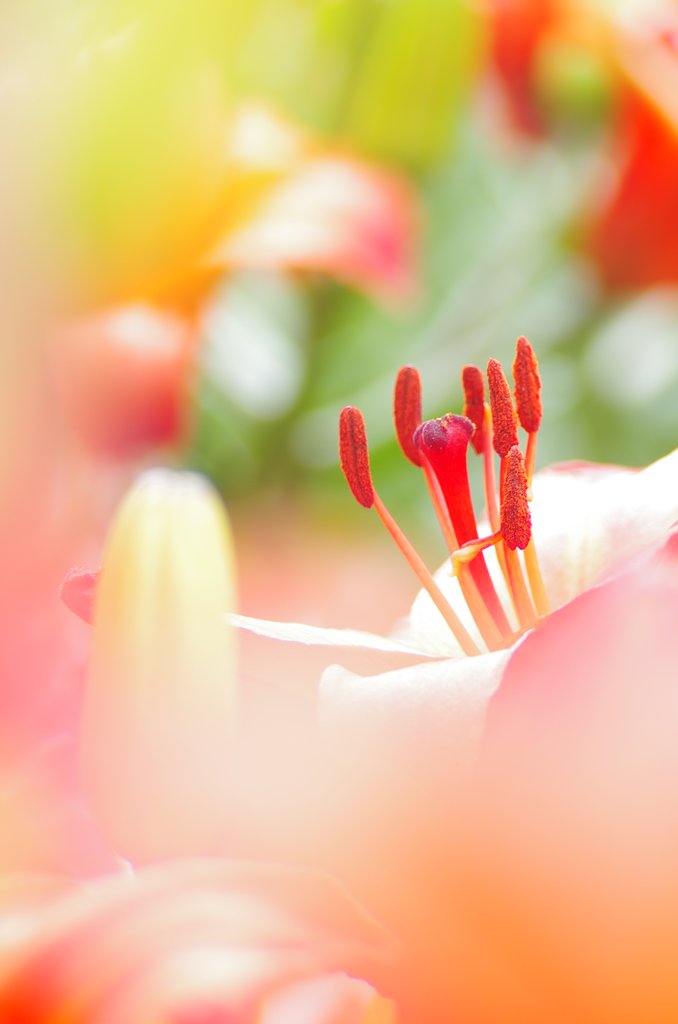 花芯