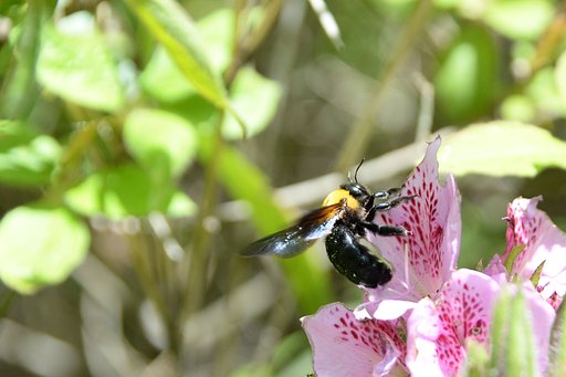 クマバチのあわただしい食事