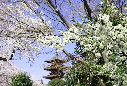 [　花と五重塔　」