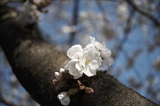 Distagon 1:4 f=35mm
