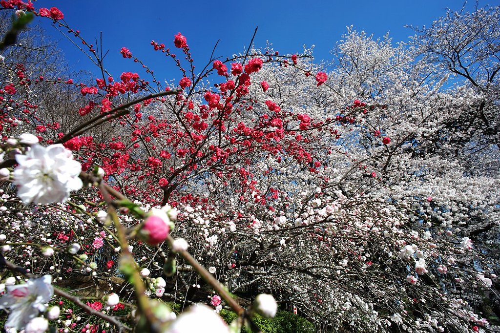 花桃と桜・・・