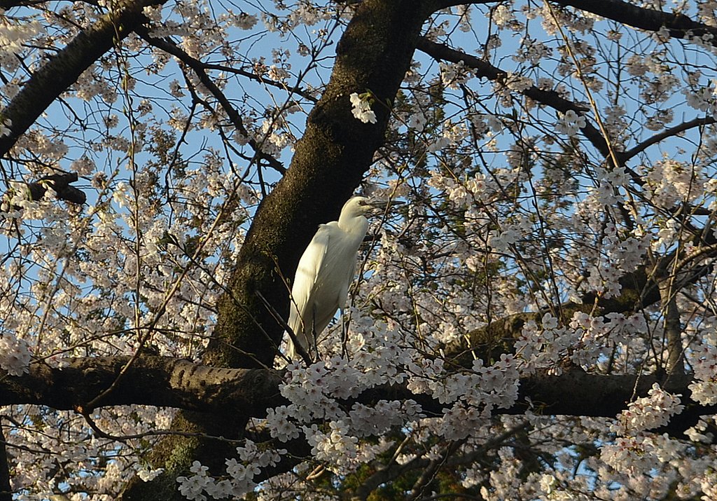 桜の中で佇む風景