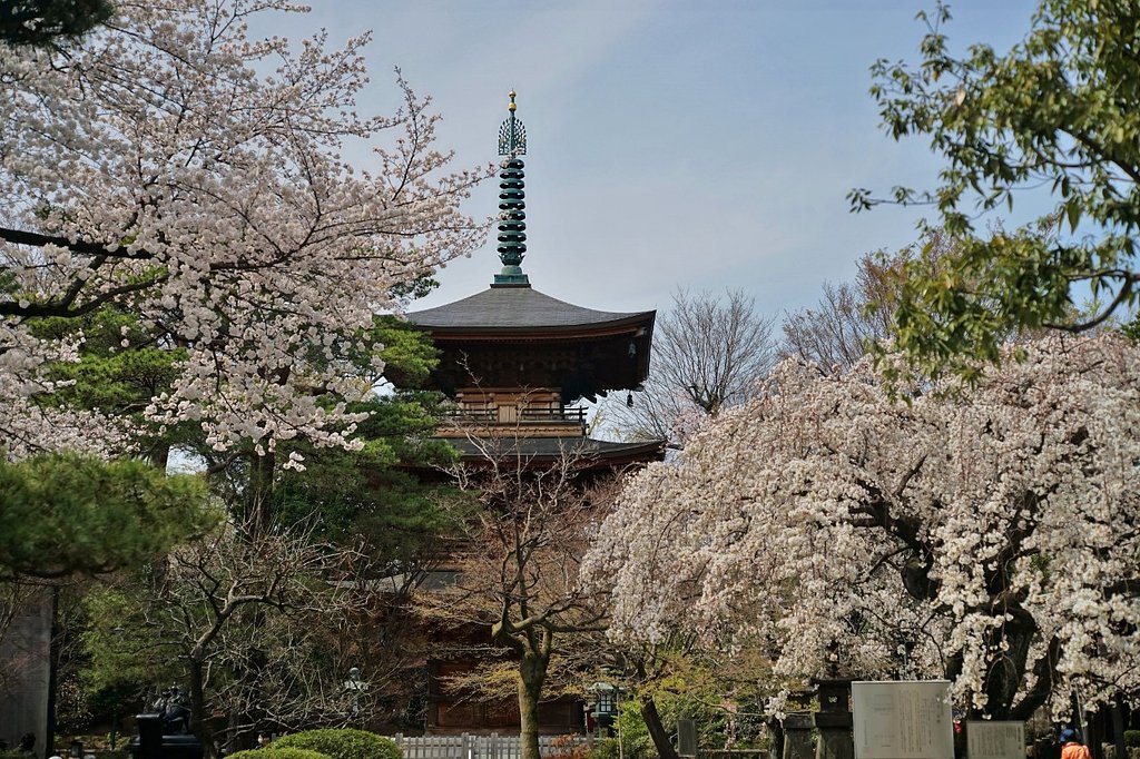 近場でお花見、豪徳寺さん