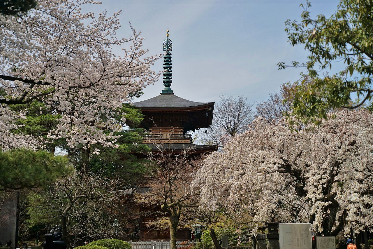 近場でお花見、豪徳寺さん