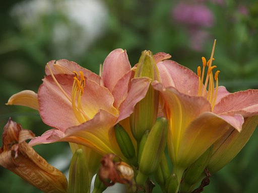 百合の花かな？