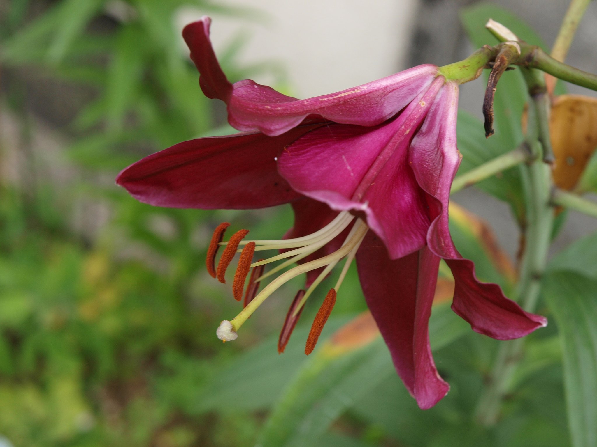 OLYMPUS　ZD14-54mmF2.8-3.5