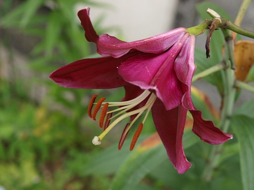 OLYMPUS　ZD14-54mmF2.8-3.5
