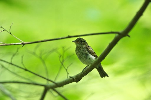 キビタキ幼鳥