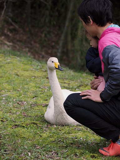 公園の白鳥