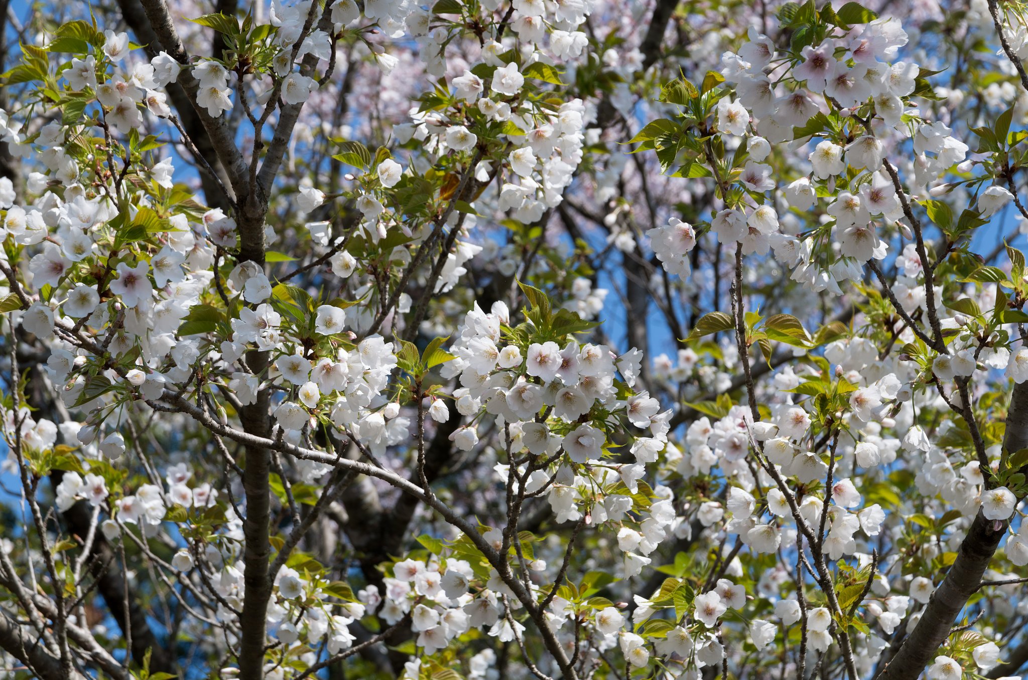 大島桜