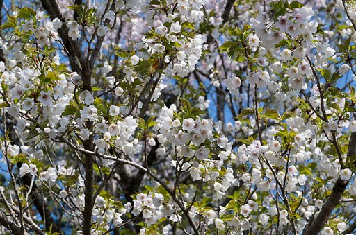 大島桜