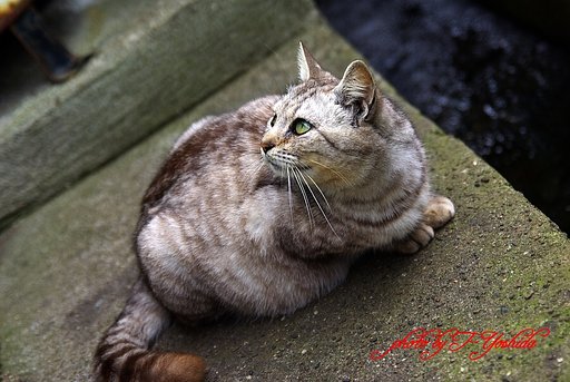 にゃお？