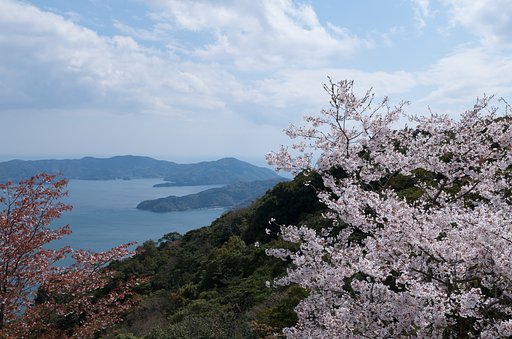 なごり桜