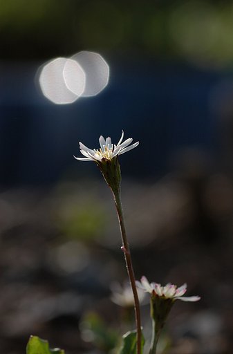 センボンヤリ