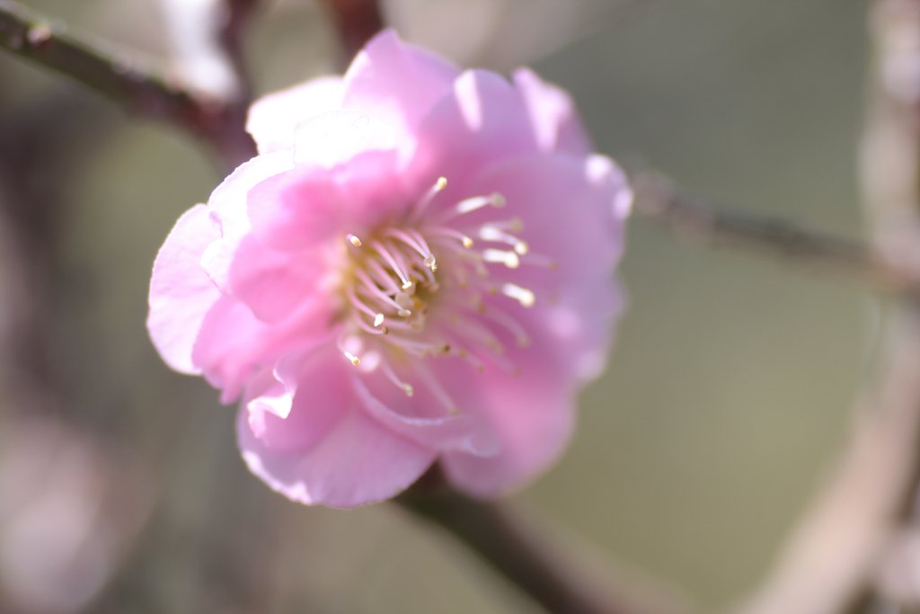 春の花