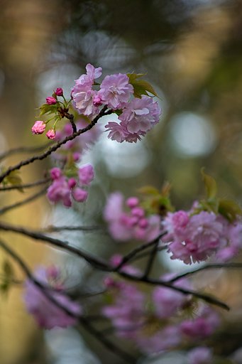 Zoom-NIKKOR 80-200mm F4