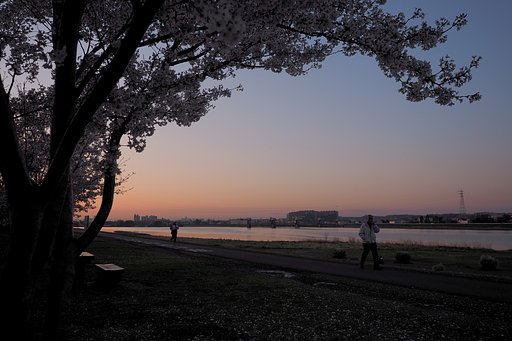 夜明け桜の下を