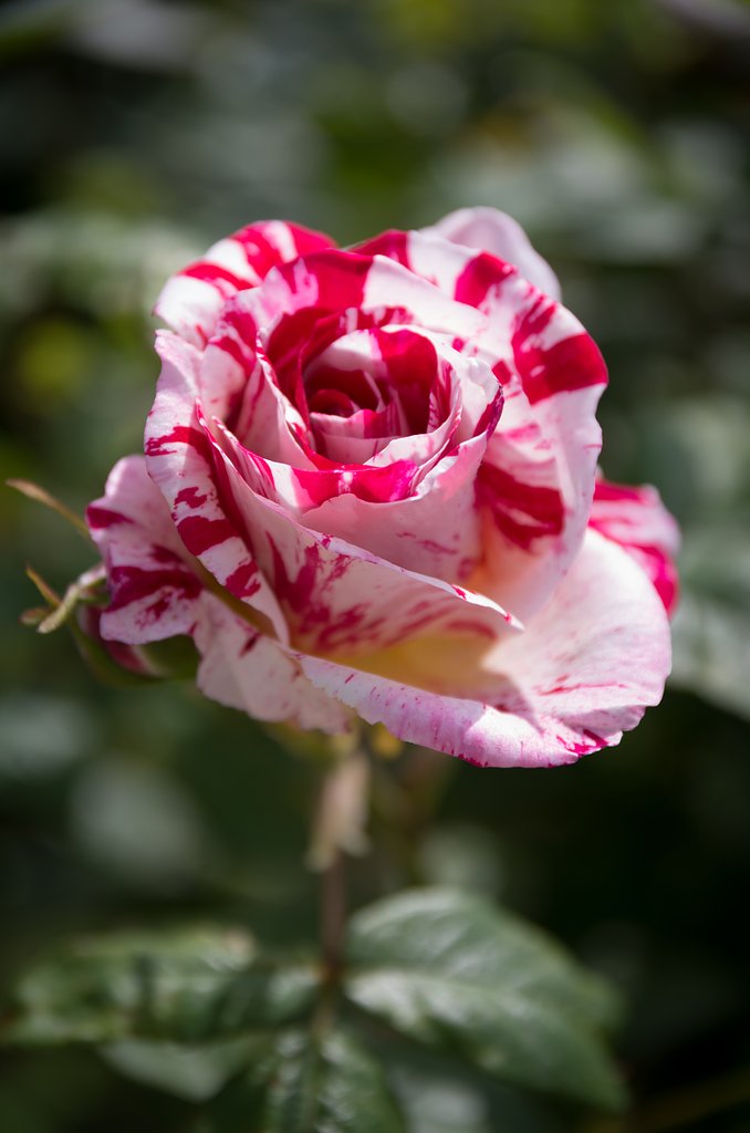 薔薇