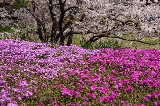 ピンクの花園