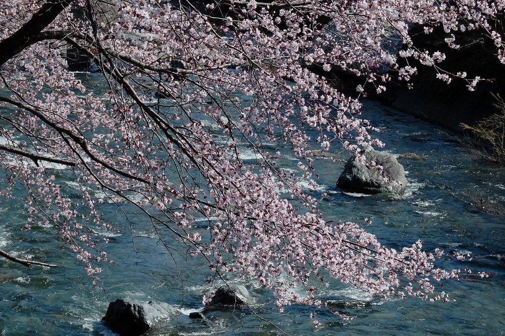 遅き春
