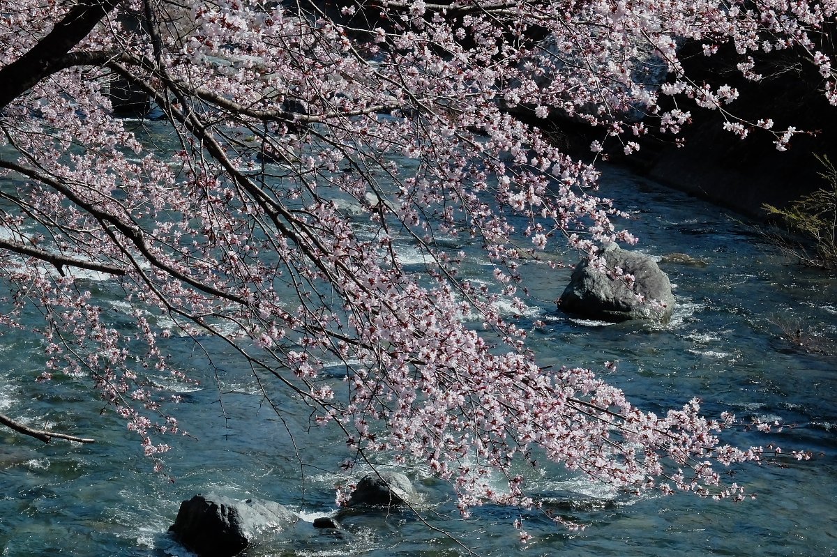 遅き春