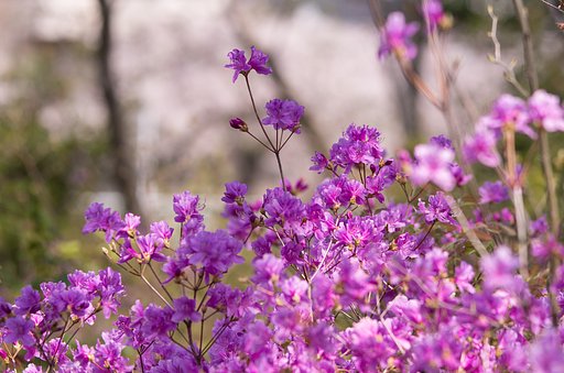 春一歩先へ・・
