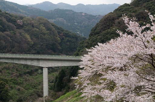 橋と桜