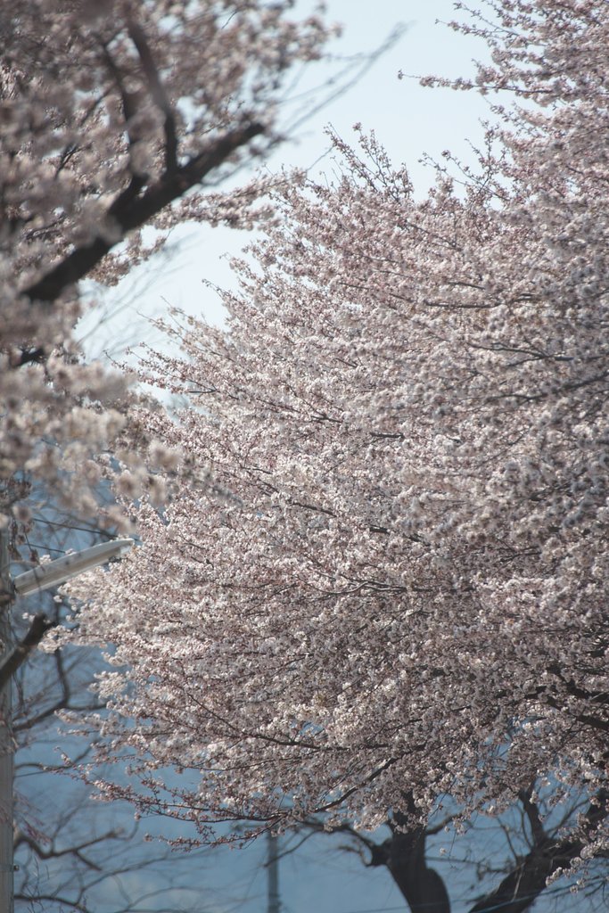 桜
